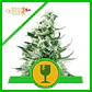 Royal Critical Auto -Royal Queen Seeds (X100/X10/X3/X1) - Miniatura 2