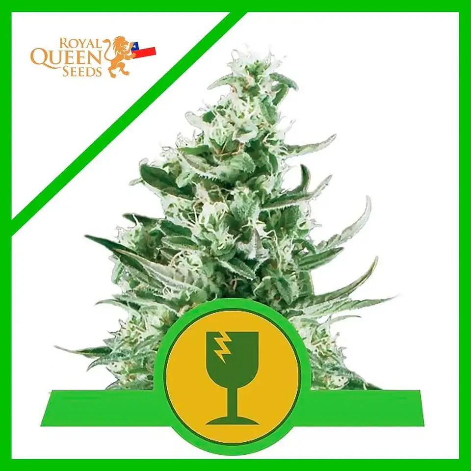 Royal Critical Auto -Royal Queen Seeds (X100/X10/X3/X1) 2