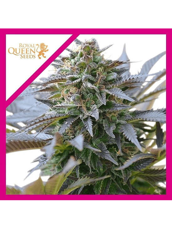 Blue Mistic  Fem X3-Royal Queen Seeds 2