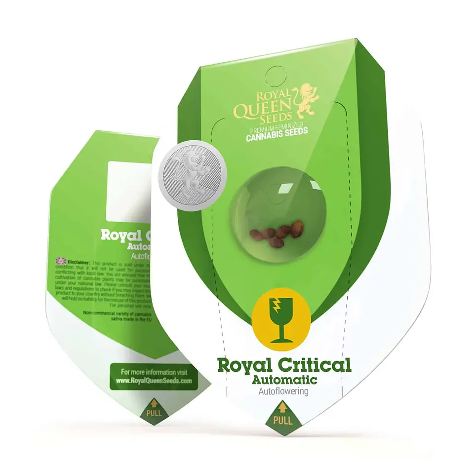 Royal Critical Auto -Royal Queen Seeds (X100/X10/X3/X1) 3