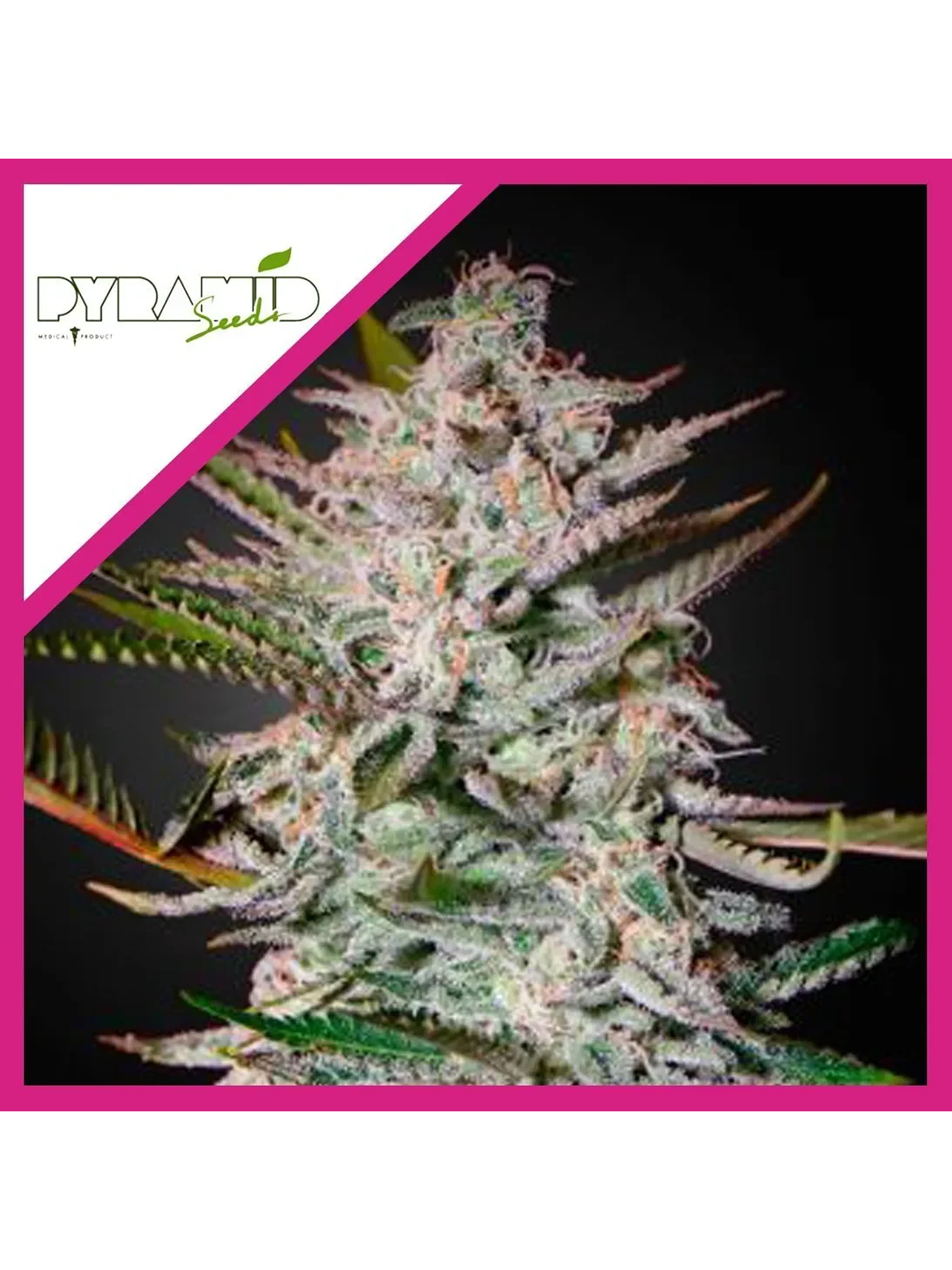 Olympia Fem -Pyramid Seeds (X3/X5+2/X3+1) 2