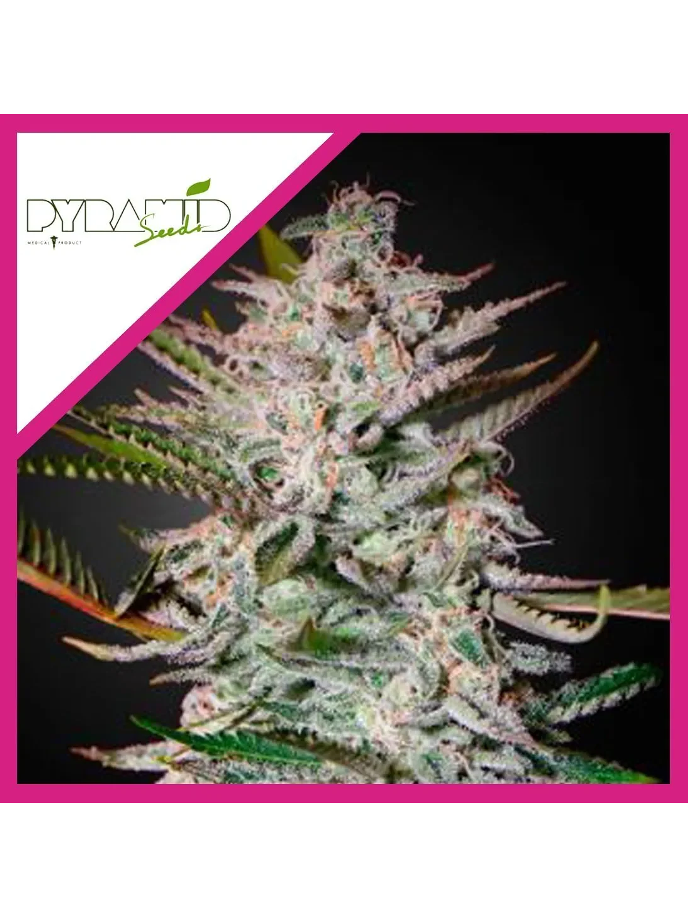 Olympia Fem -Pyramid Seeds (X3/X5+2/X3+1) 2