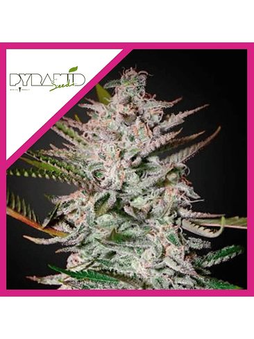 Olympia Fem -Pyramid Seeds (X5+2/X3+1) 2