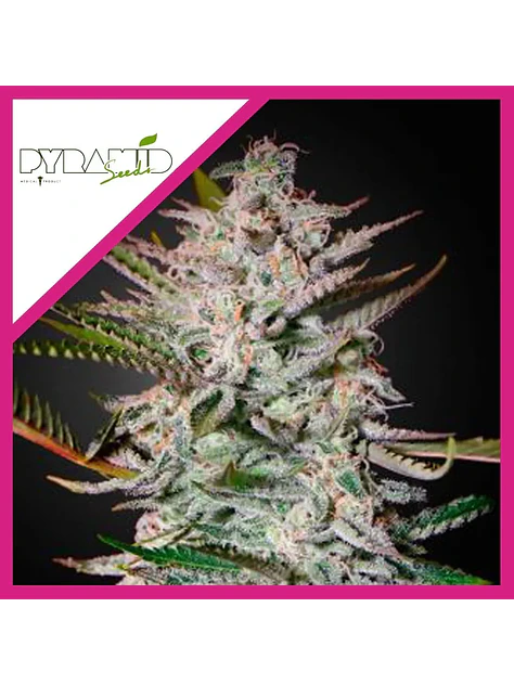 Olympia Fem -Pyramid Seeds (X3/X5+2/X3+1) 2