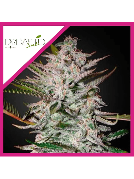 Olympia Fem -Pyramid Seeds (X5+2/X3+1) 2