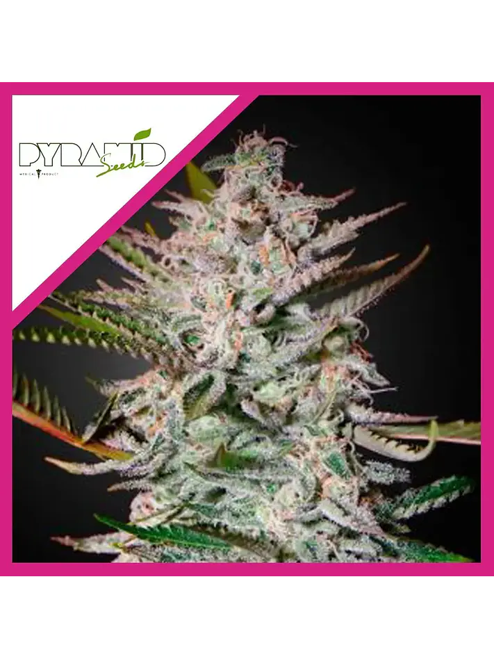 Olympia Fem -Pyramid Seeds (X3/X5+2/X3+1) 2