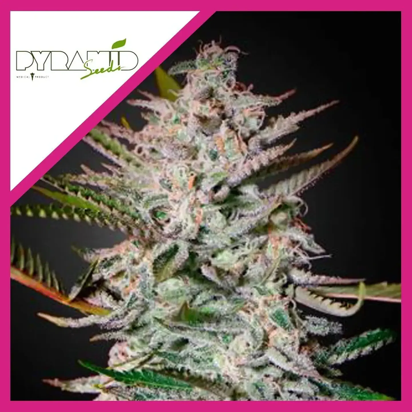 Olympia Fem -Pyramid Seeds (X3/X5+2/X3+1) 2