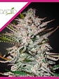 Olympia Fem -Pyramid Seeds (X5+2/X3+1) - Miniatura 2