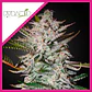 Olympia Fem -Pyramid Seeds (X3/X5+2/X3+1) - Miniatura 2
