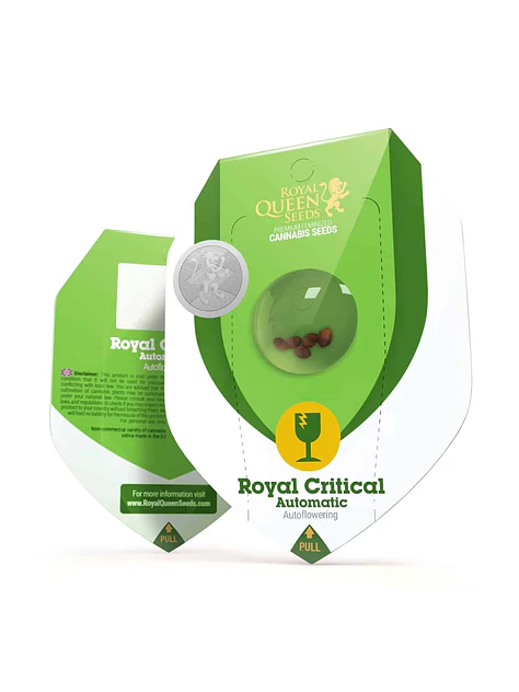 Royal Critical Auto -Royal Queen Seeds (X100/X10/X3/X1) 4