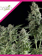 Olympia Fem -Pyramid Seeds (X5+2/X3+1) - Miniatura 3
