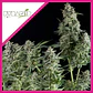 Olympia Fem -Pyramid Seeds (X3/X5+2/X3+1) - Miniatura 4
