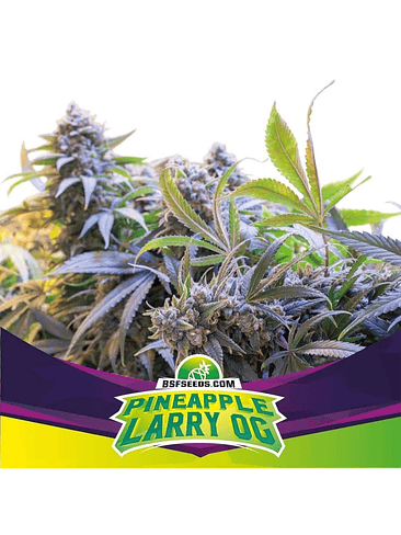 Pineaple Larry Og  Fem  X4 -Bsf 3
