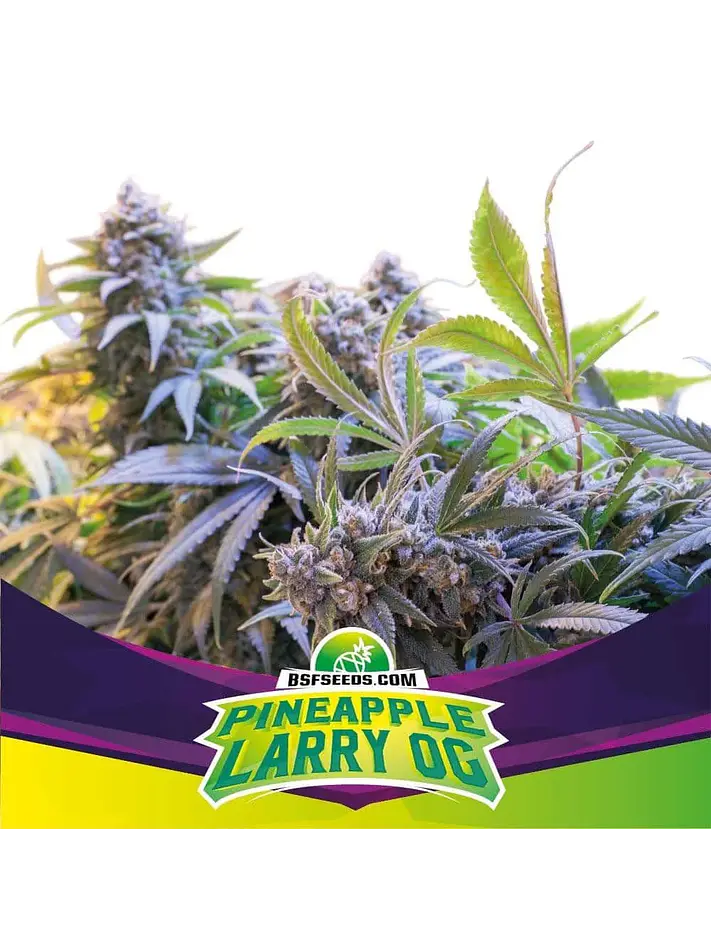 Pineaple Larry Og Fem -Bsf (X4/X2) 3