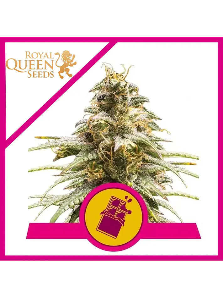 Chocolate Haze Fem -Royal Queen (X3/X1) 5