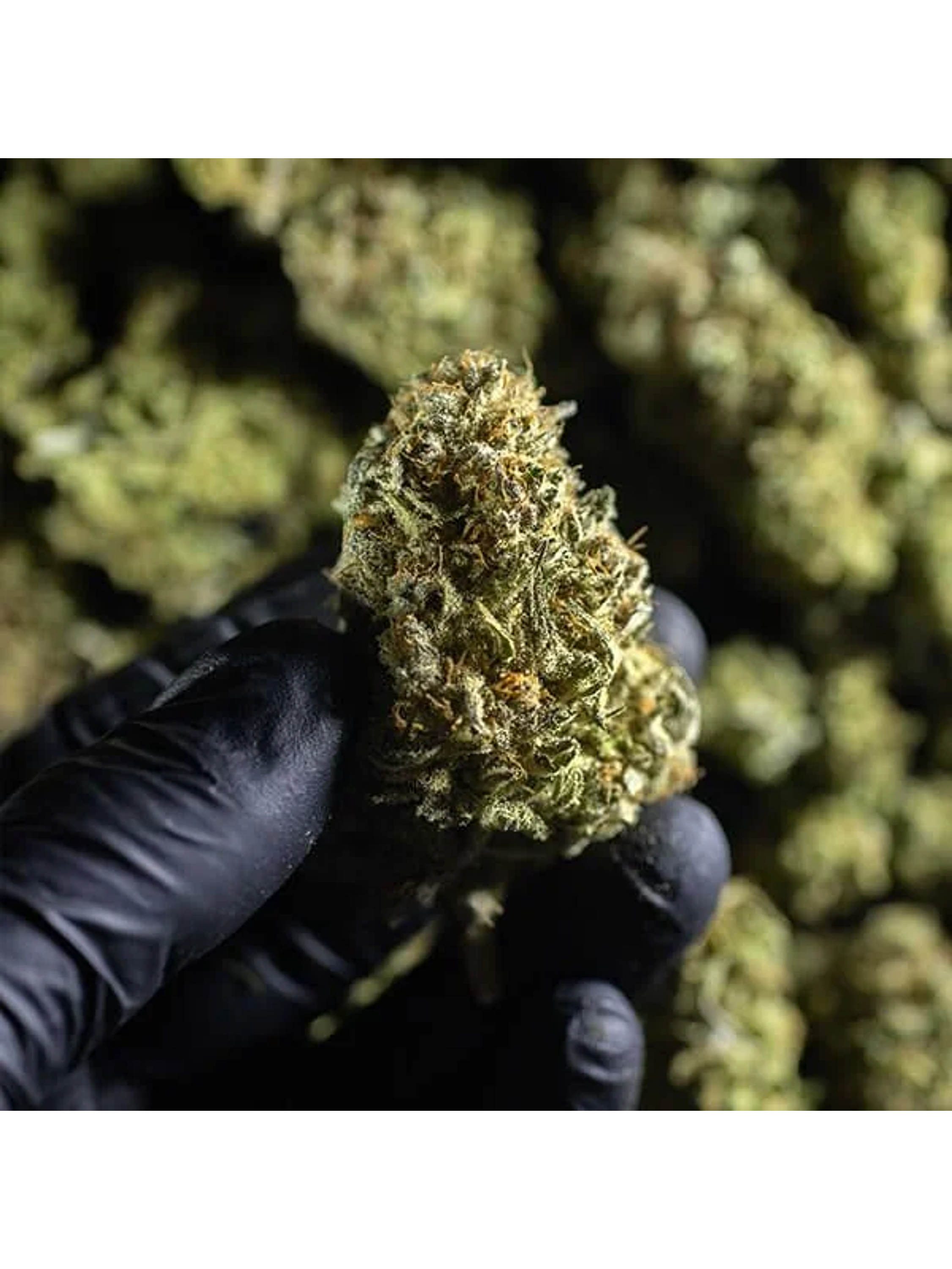 Chocolate Haze Fem -Royal Queen (X3/X1) 6