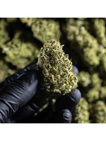 Chocolate Haze Fem X3-Royal Queen 6