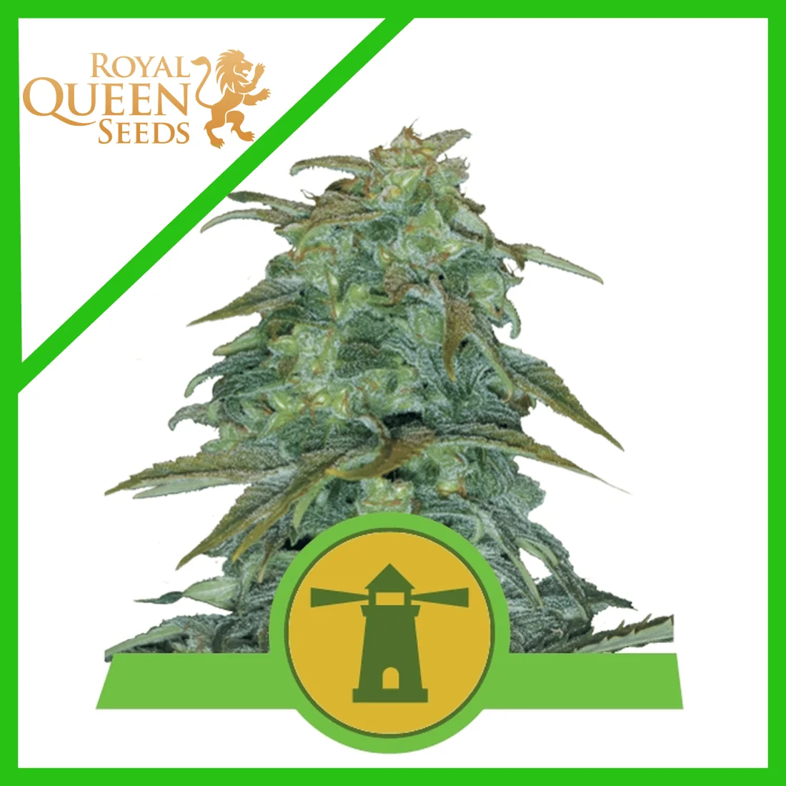 Royal Haze Auto -Royal Queen Seeds (X3/X1) 2