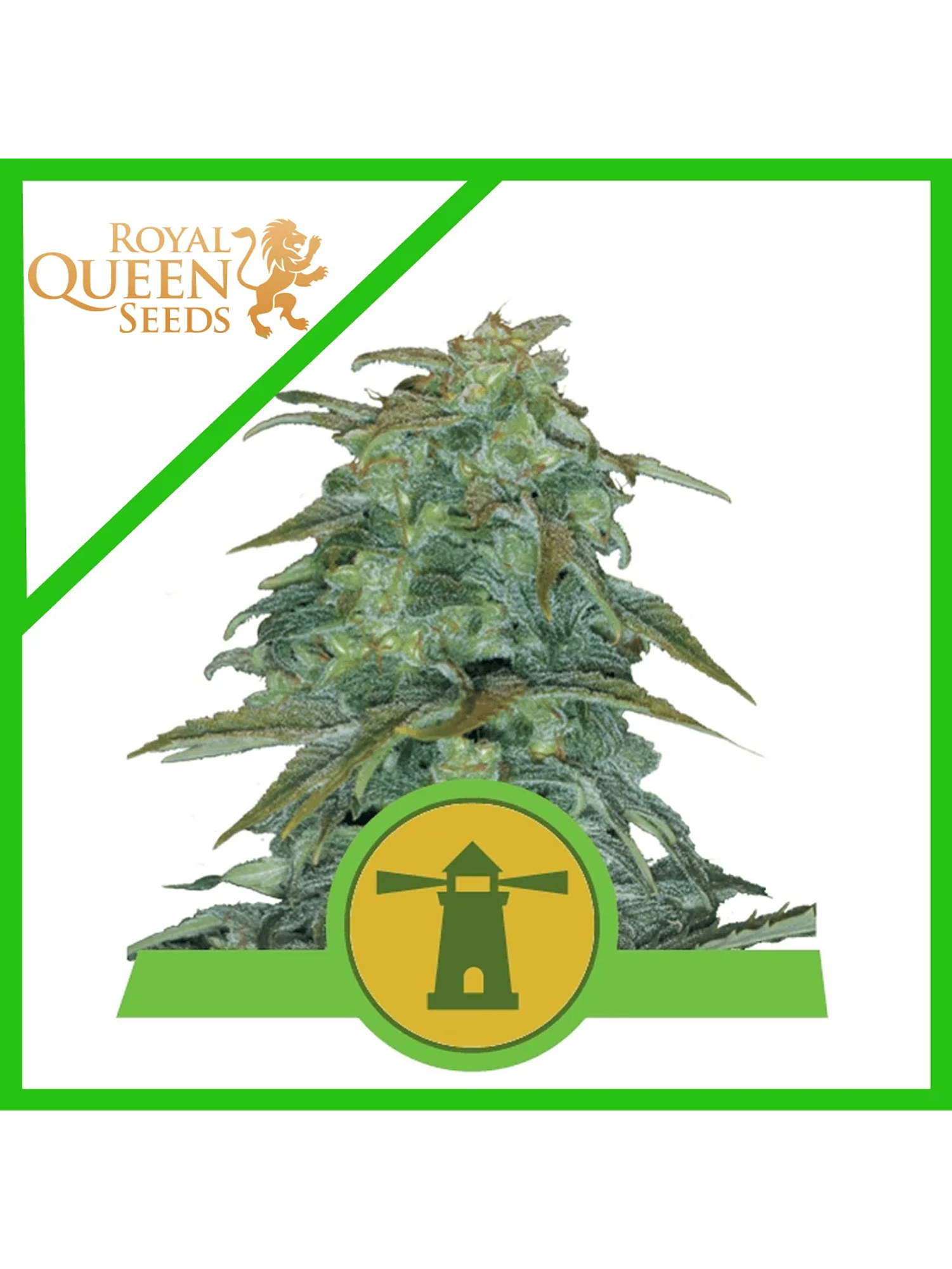 Royal Haze Auto -Royal Queen Seeds (X3/X1) 2