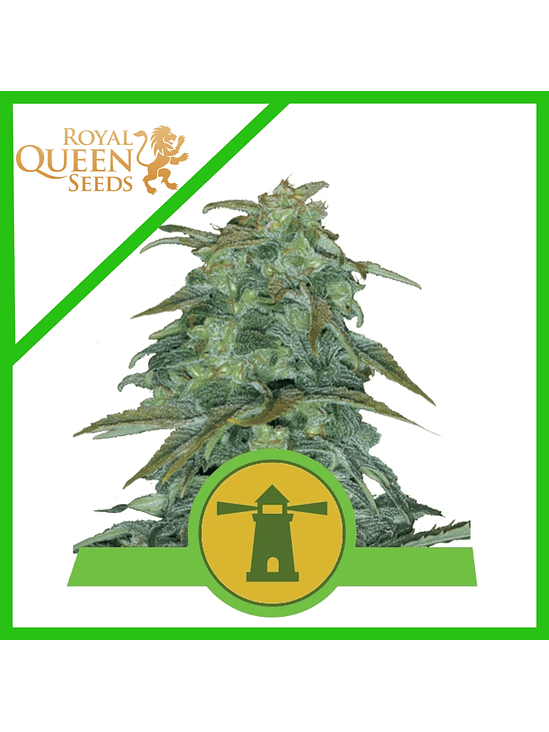 Royal Haze Auto -Royal Queen Seeds (X3/X1) 2