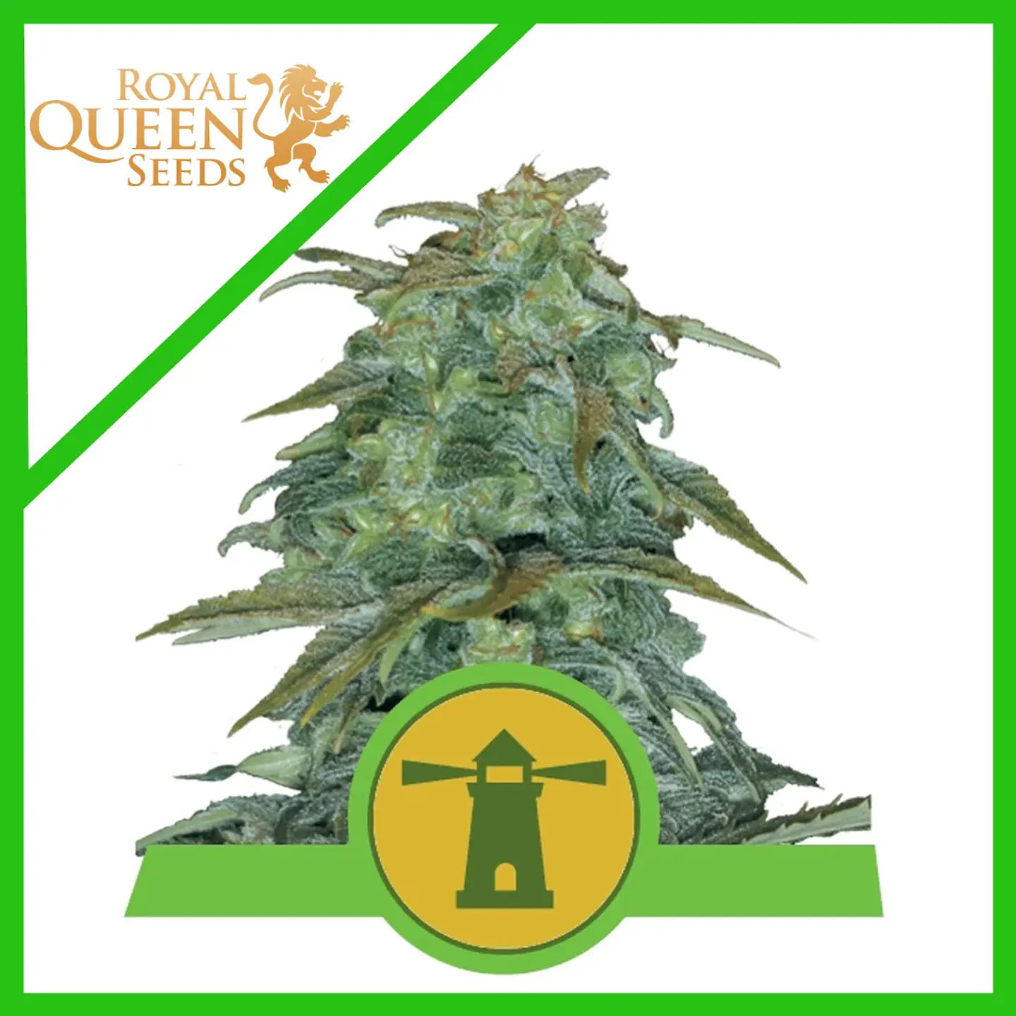 Royal Haze Auto -Royal Queen Seeds (X3/X1) 2