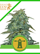 Royal Haze Auto -Royal Queen Seeds (X3/X1) - Miniatura 2
