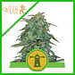Royal Haze Auto -Royal Queen Seeds (X3/X1) - Miniatura 2