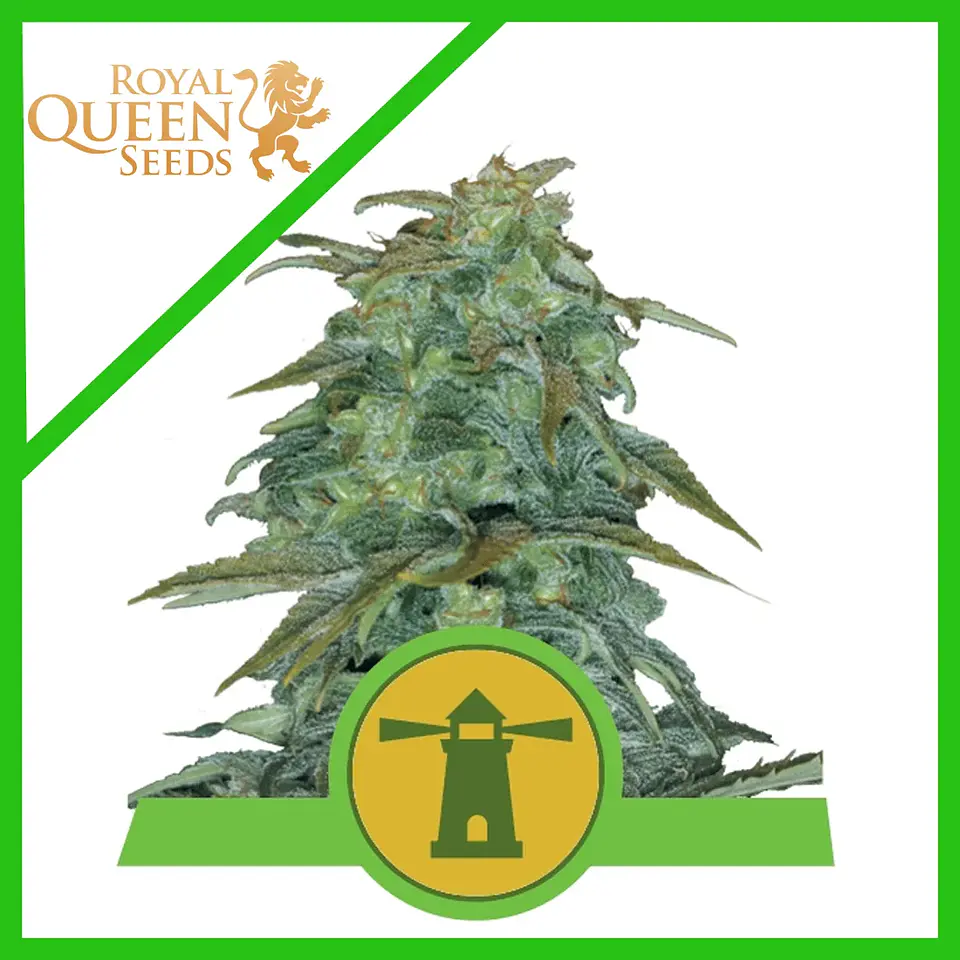 Royal Haze Auto -Royal Queen Seeds (X3/X1) 2