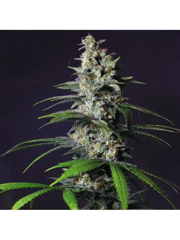 Chocolate Haze Fem -Royal Queen (X3/X1) 7