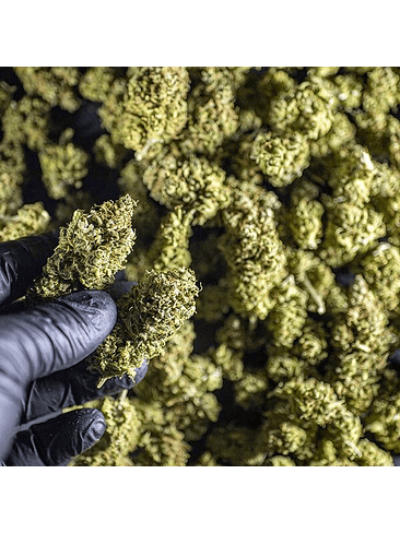 Chocolate Haze Fem X3-Royal Queen 8