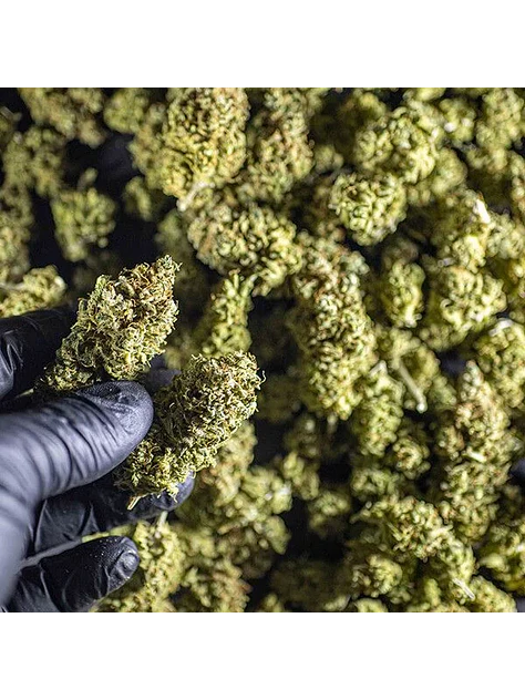 Chocolate Haze Fem -Royal Queen (X3/X1) 8