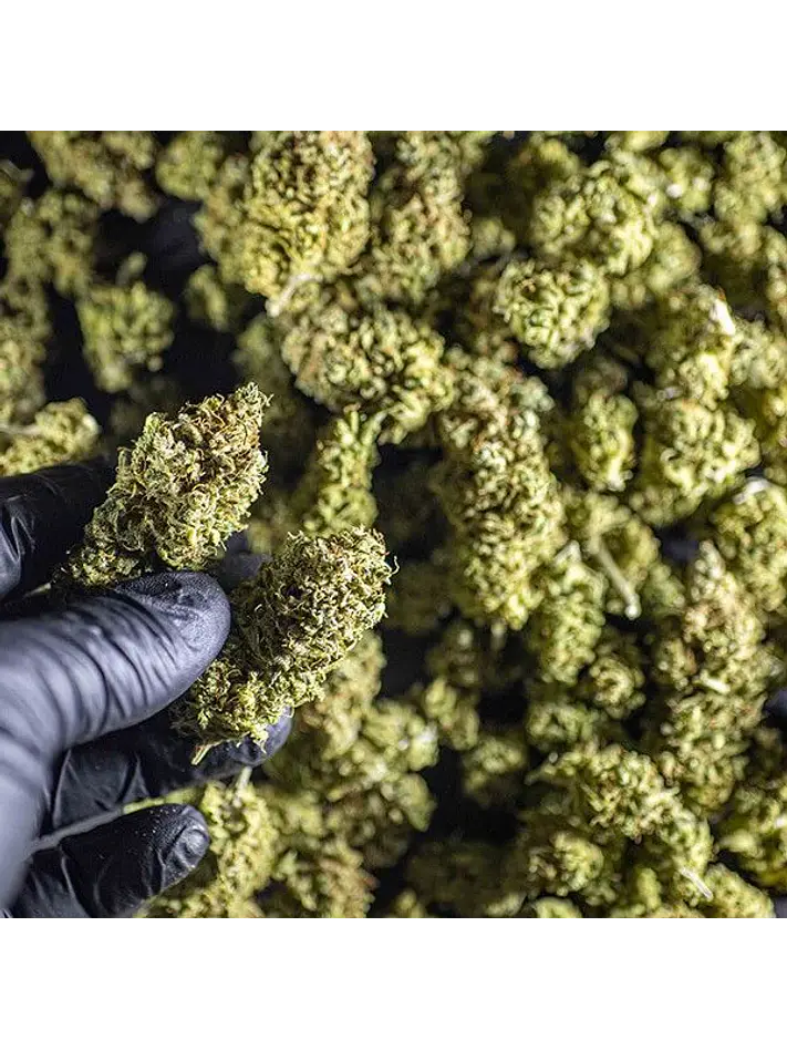 Chocolate Haze Fem -Royal Queen (X3/X1) 8
