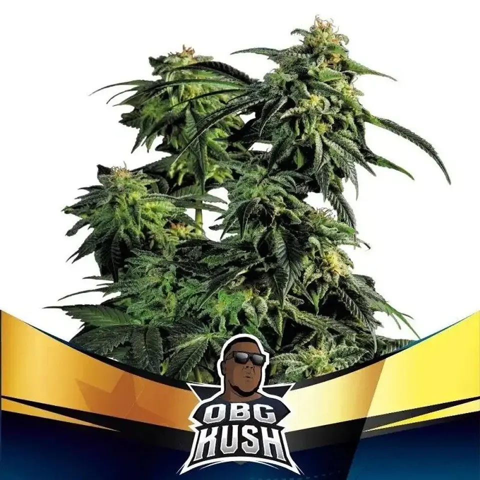 Obg Kush Fast Fem -Bsf (X7/X4/X2) 3