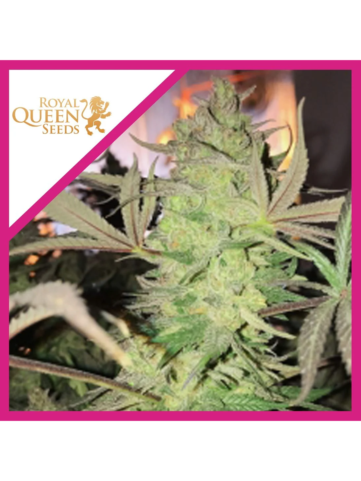 Royal Highness Cbd Fem -Royal Queen Seeds (X3/X1) 3