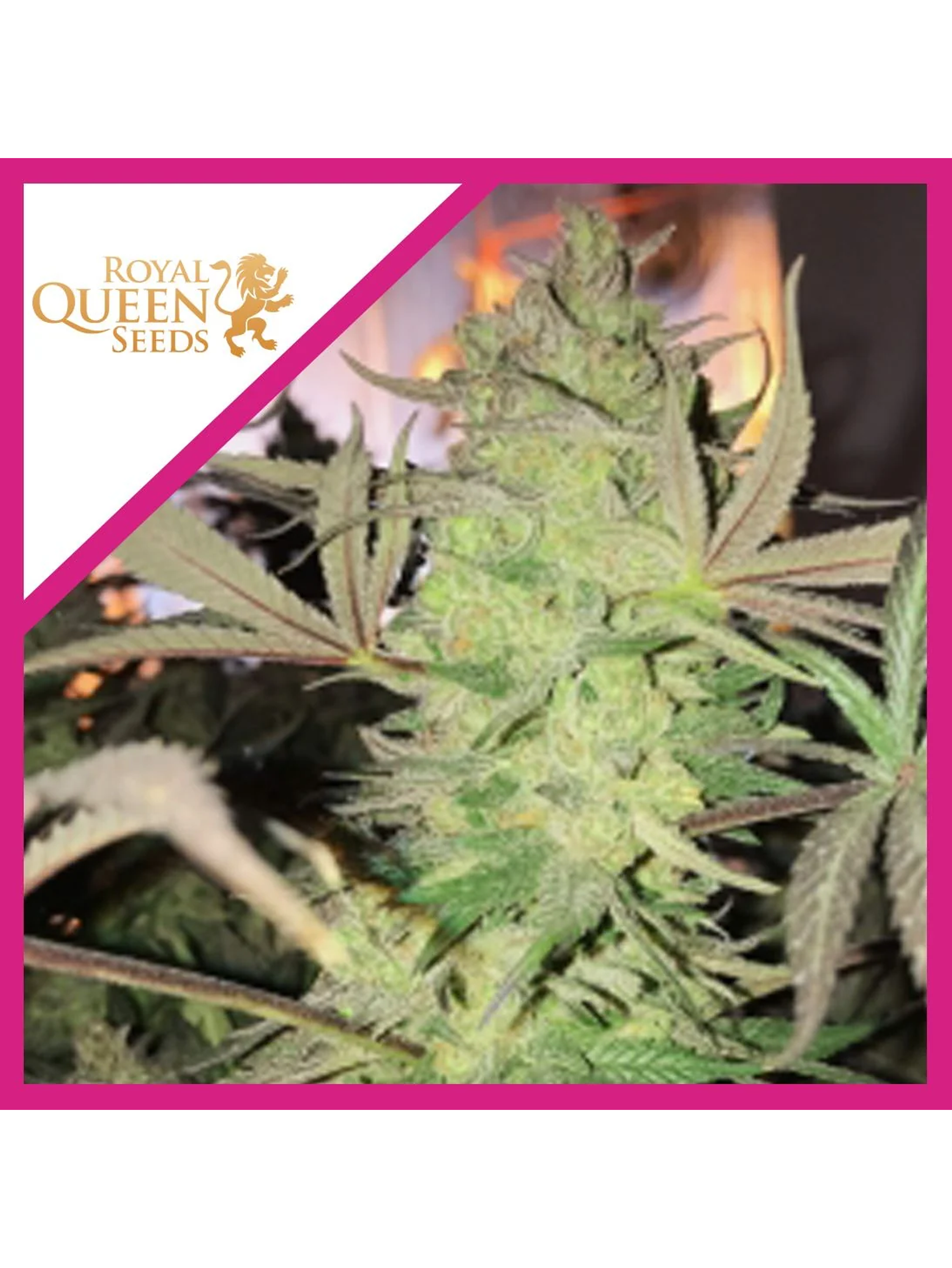 Royal Highness Cbd Fem -Royal Queen Seeds (X3/X1) 3