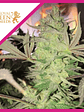 Royal Highness Cbd Fem -Royal Queen Seeds (X3/X1) - Miniatura 3