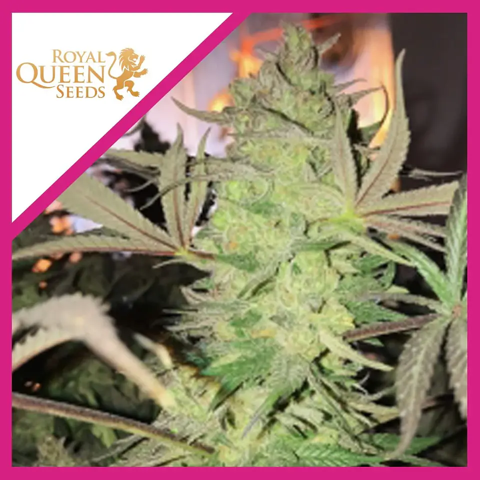 Royal Highness Cbd Fem -Royal Queen Seeds (X3/X1) 3