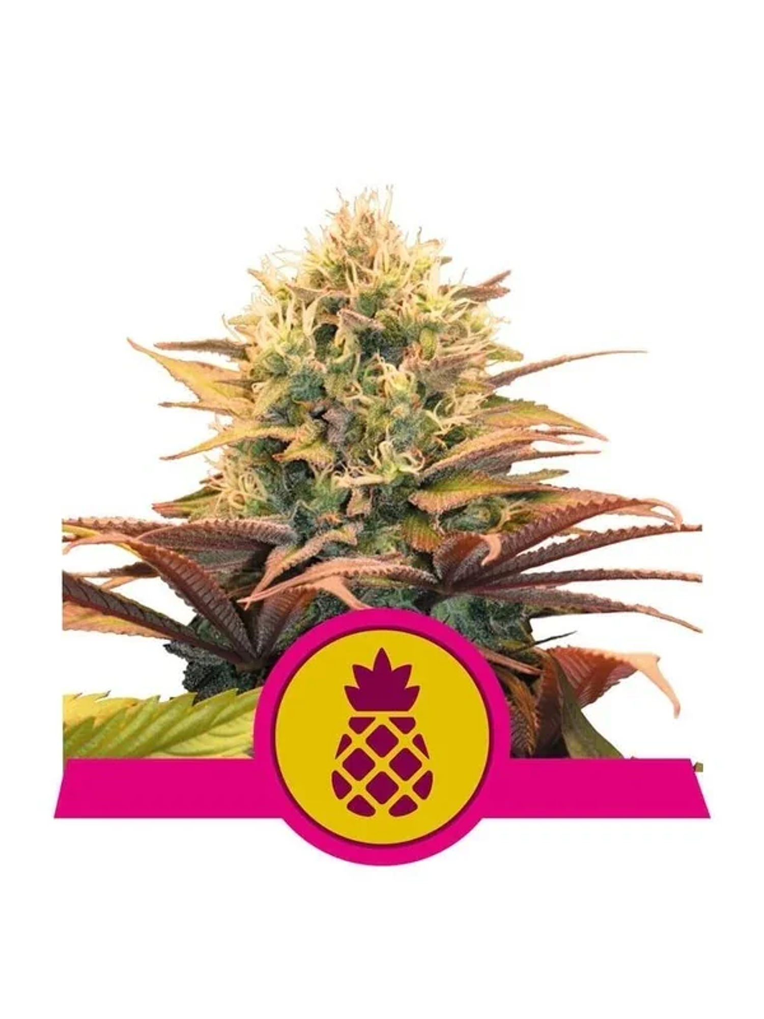 Pineapple Kush Fem -Royal Queen Seeds (X10/X3/X1) 2