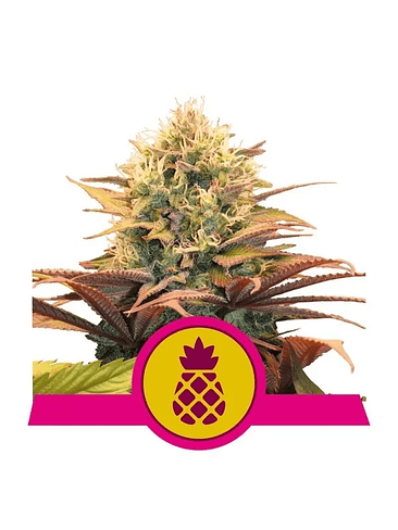 Pineapple Kush  Fem X10-Royal Queen Seeds 2