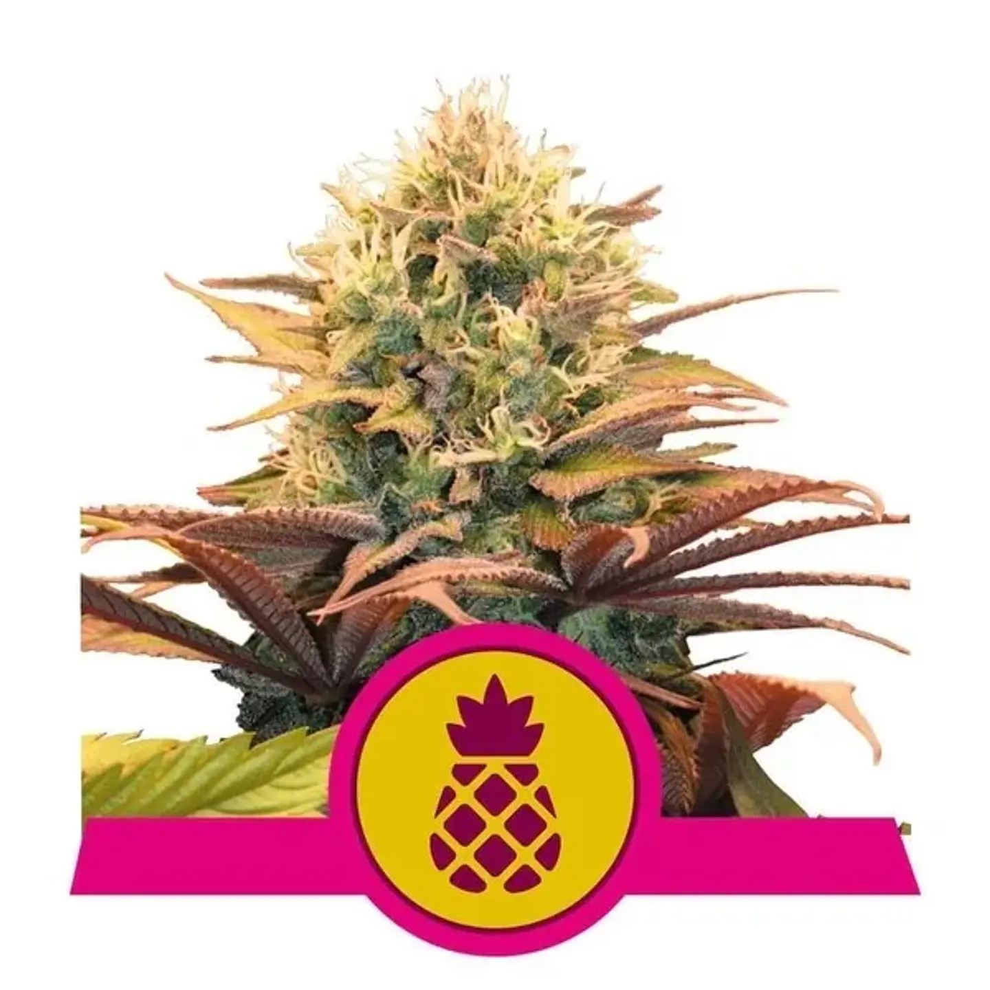 Pineapple Kush Fem -Royal Queen Seeds (X10/X3/X1) 2