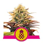 Pineapple Kush Fem -Royal Queen Seeds (X10/X3/X1) - Miniatura 2