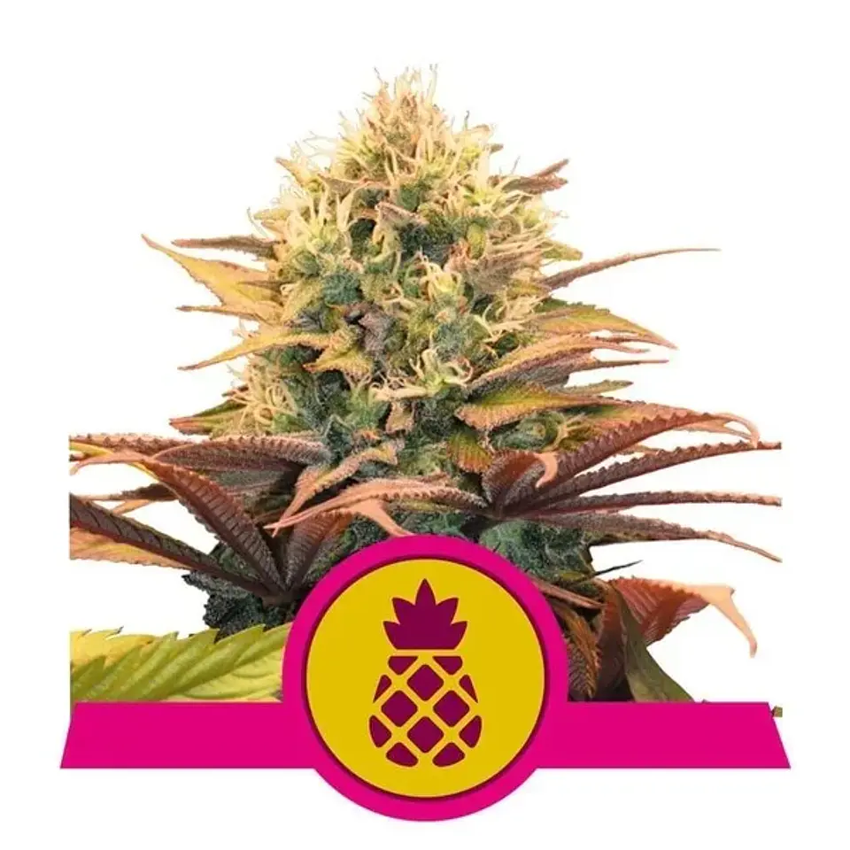 Pineapple Kush Fem -Royal Queen Seeds (X10/X3/X1) 2