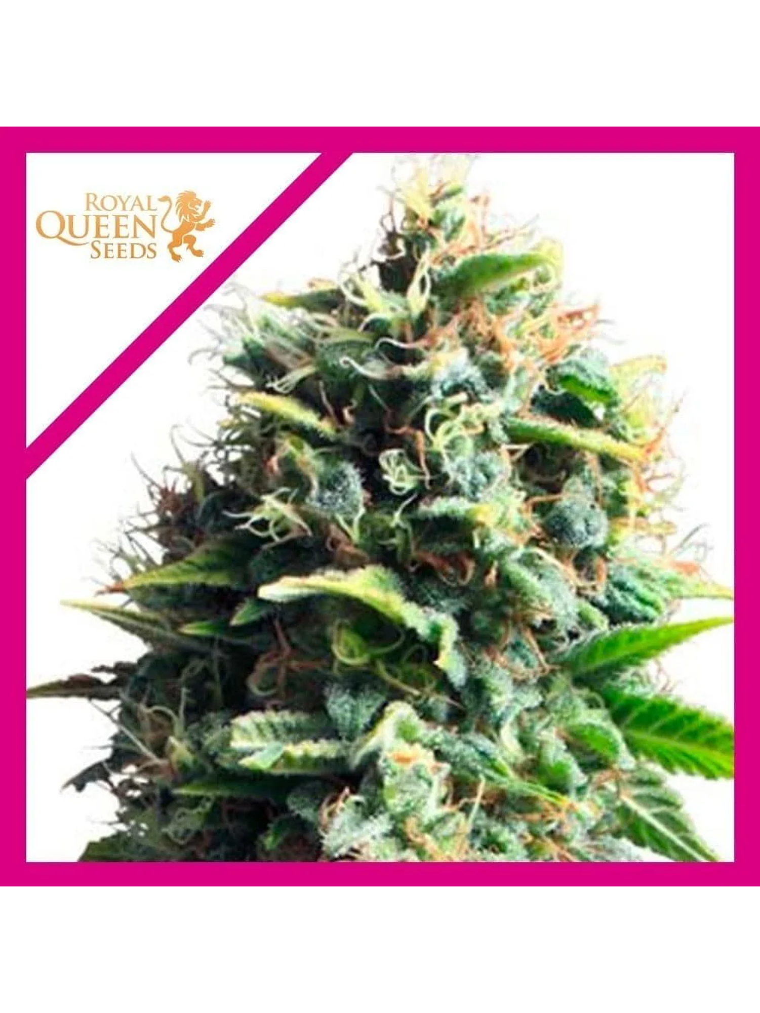 Pineapple Kush Fem -Royal Queen Seeds (X10/X3/X1) 4