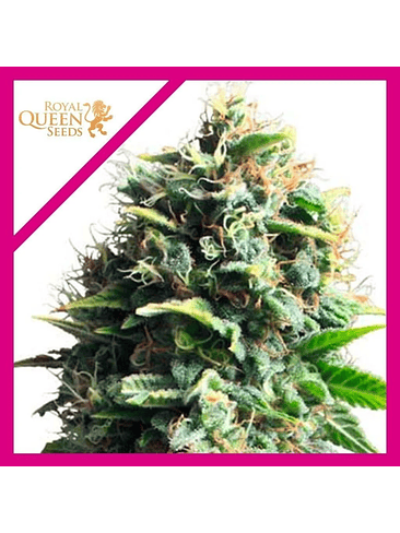 Pineapple Kush  Fem X10-Royal Queen Seeds 4