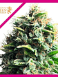 Pineapple Kush  Fem X10-Royal Queen Seeds - Miniatura 4