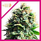 Pineapple Kush Fem -Royal Queen Seeds (X10/X3/X1) - Miniatura 4