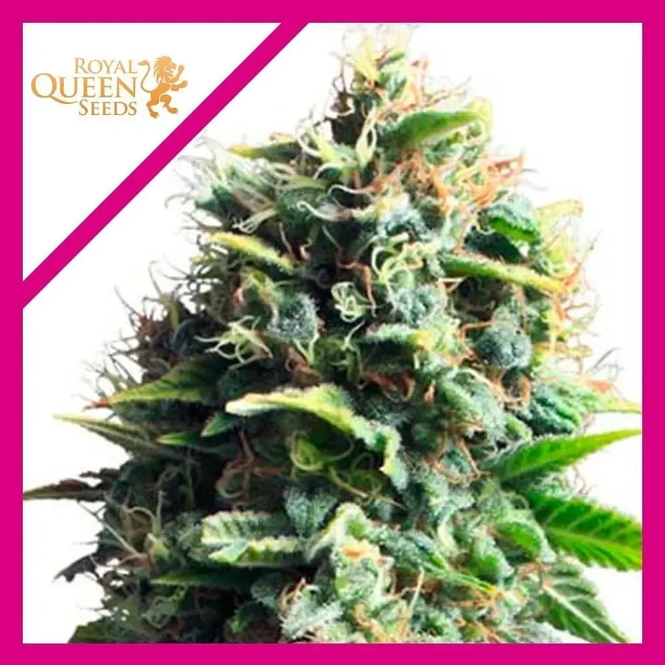Pineapple Kush Fem -Royal Queen Seeds (X10/X3/X1) 4