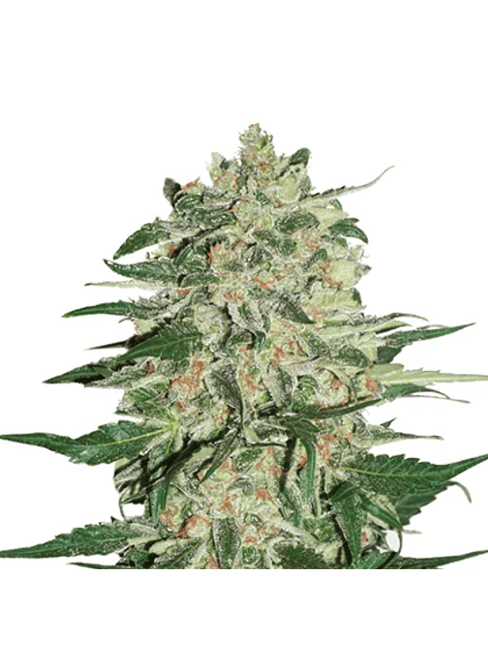 Big Bud Fem X100-Seedstockers 2
