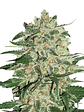 Big Bud Fem X100-Seedstockers - Miniatura 2