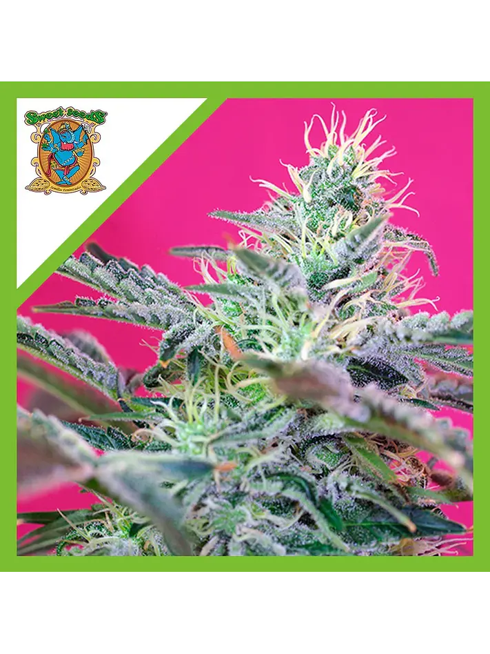 Sweet Cheese Auto® -Sweet Seeds (X25/X3+1) 2